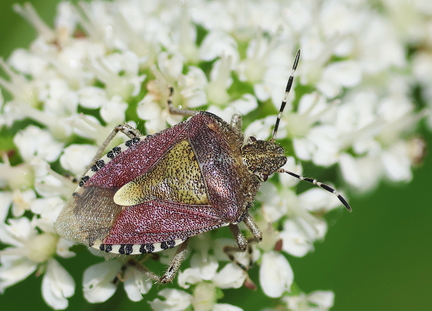 Dolycoris baccarum