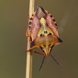 Hemiptera