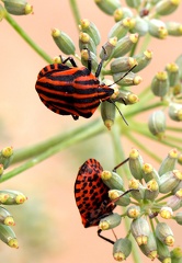 Hemiptera_Graphosoma italicum 