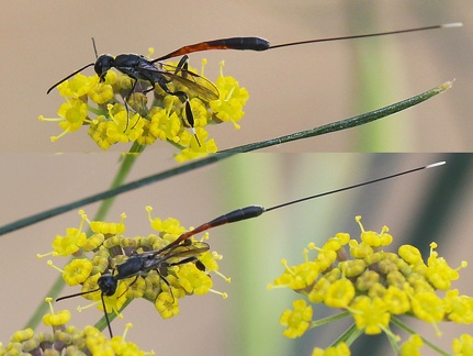 Hymenoptera_Gasteruption jaculator