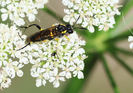 Macrophya montana-5