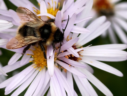 Hymenoptera_Bombus campestris
