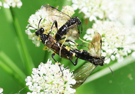 Hymenoptera_Macrophya montana-6