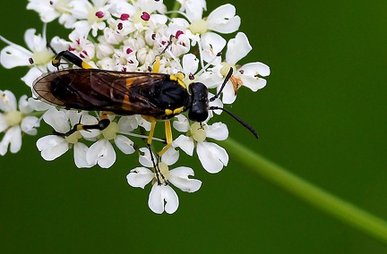 Hymenoptera_Macrophya montana-2