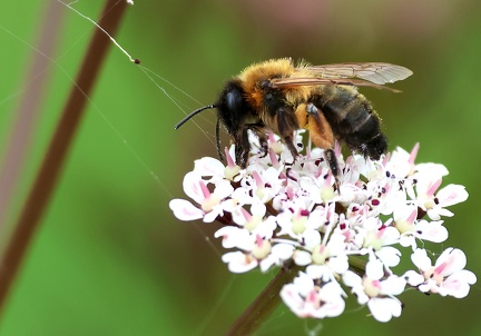 Hymenoptera_Andrena nitida-1