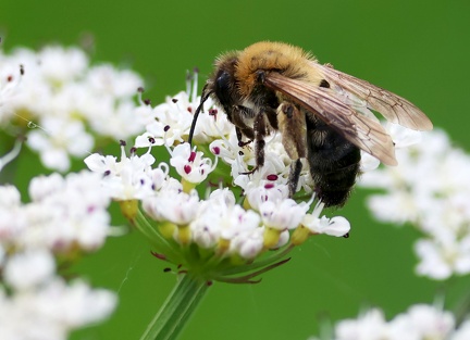 Hymenoptera_Andrena nitida-2
