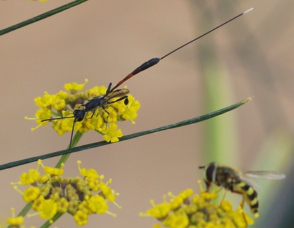 Hymenoptera_Gasteruption jaculator
