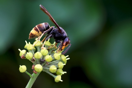 Hymenoptera_Vespa velutina-3