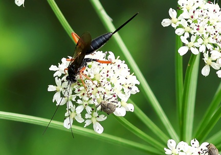 Hymenoptera_Pimpla rufipes