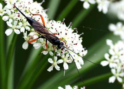 Hymenoptera_Pimpla rufipes-1