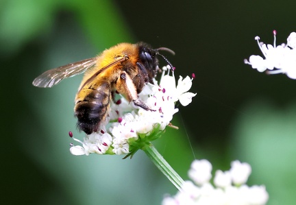 Hymenoptera_Andrena nitida-4