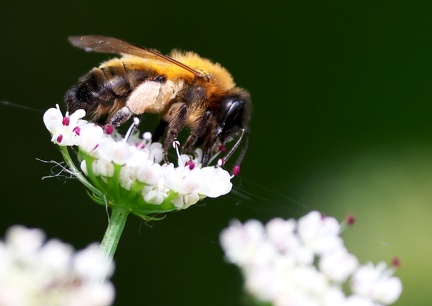 Hymenoptera_Andrena nitida-3