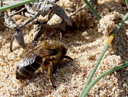 Hymenoptera_colletes sp.