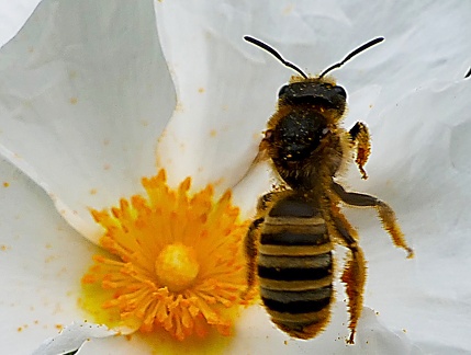 Hymenoptera_halictus subauratus