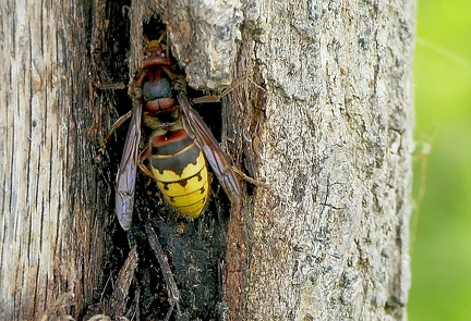 Hymenoptera_Vespa crabro