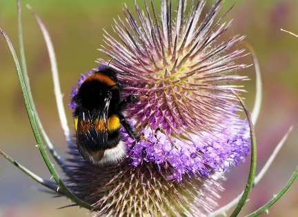 Hymenoptera_Bombus terrestris