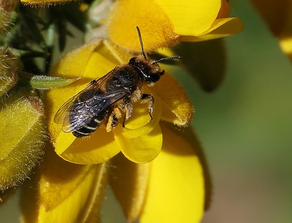 Hymenoptera_Andrena dorsata