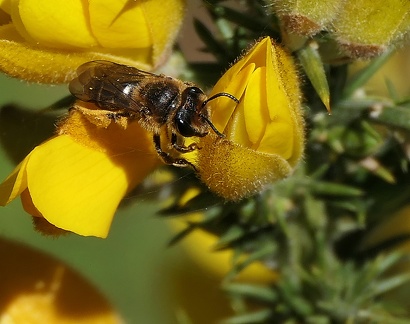Hymenoptera_Andrena dorsata-2