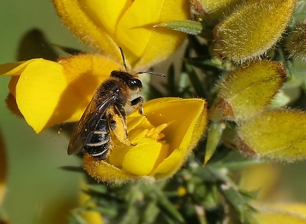 Hymenoptera_Andrena dorsata-1