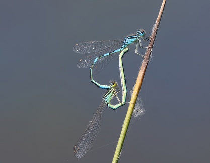 Coenagrion mercuriale-1