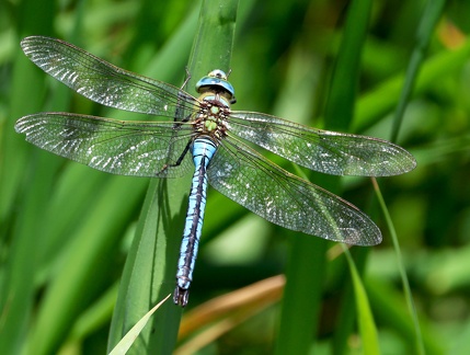 Anax imperator-42