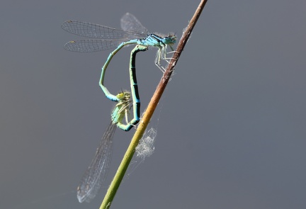 Coenagrion mercuriale-2