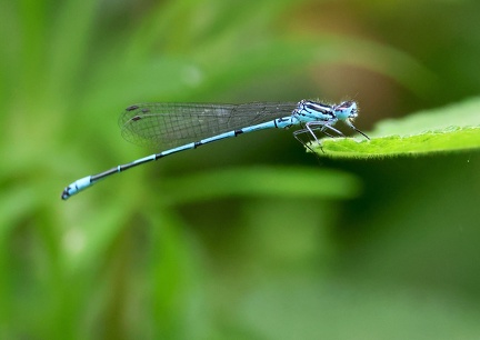 Coenagrion puella-1