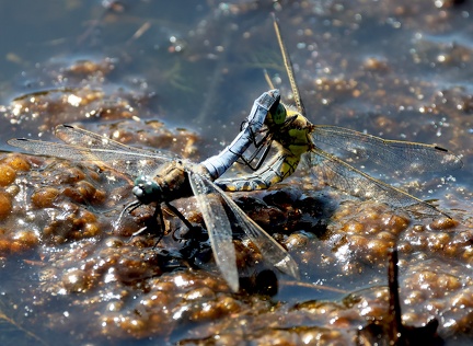 Orthetrum cancellatum-2