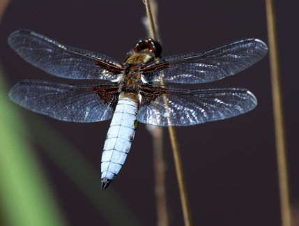 Libellula depressa-1