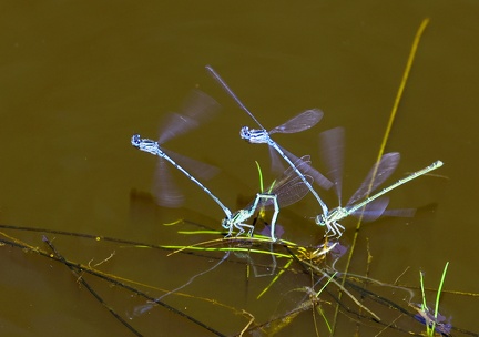 Enallagma cyathigerum-4