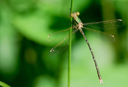 Lestes barbarus-5