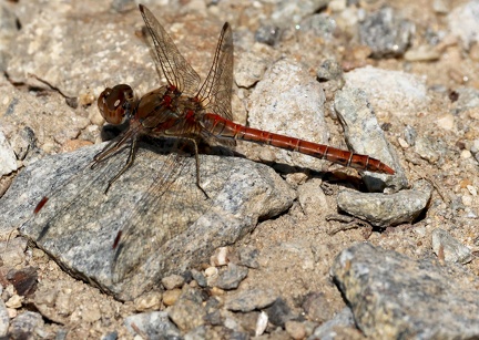 Sympetrum meridionale-2