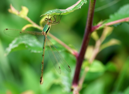 Lestes barbarus-4