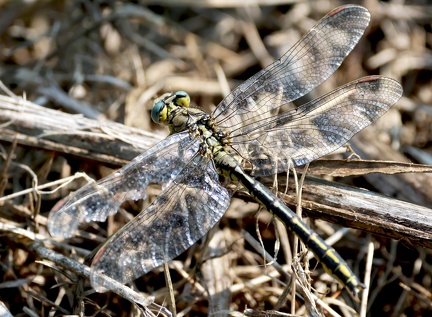 Gomphus pulchellus-4