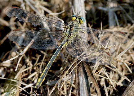 Gomphus pulchellus-41