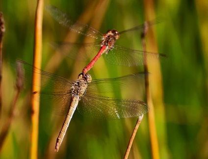 Sympetrum sanguineum-1