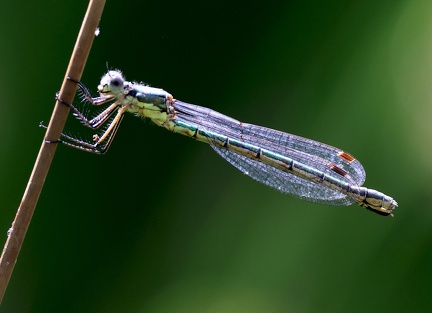 Lestes virens vestalis-2