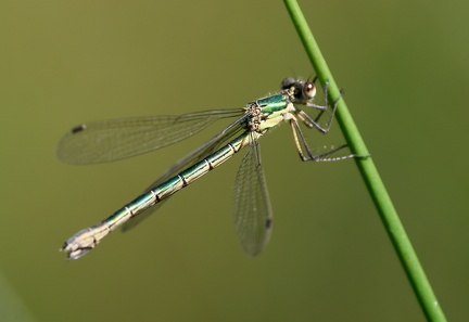 Lestes sponsa-81