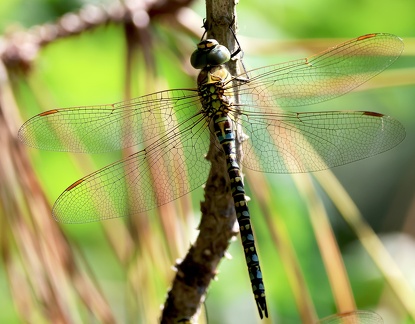 Aeshna mixta-1
