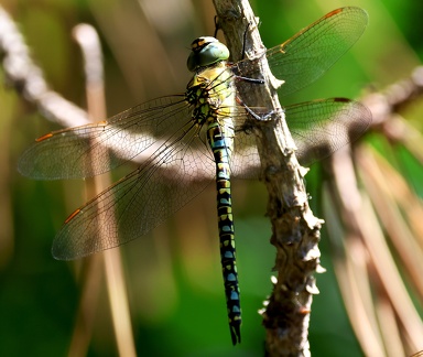 Aeshna mixta-11