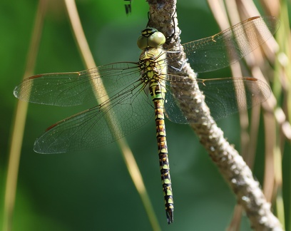Aeshna mixta-2