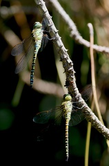 Aeshna mixta-3