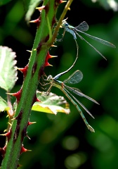 Chalcolestes viridis