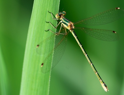 Lestes barbarus