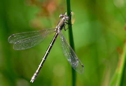 Lestes dryas-2