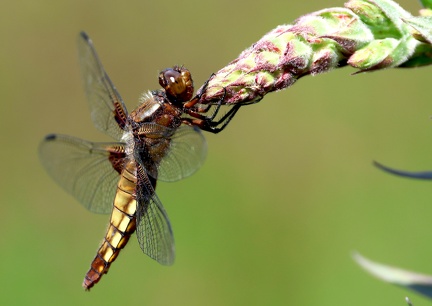 Libellula depressa-7
