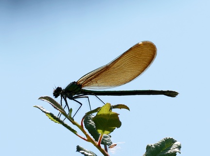 Calopteryx virgo