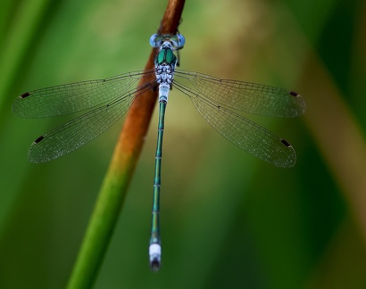Lestes sponsa-3