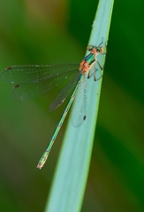 Chalcolestes viridis-3