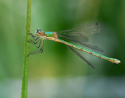 Lestes sponsa-4
